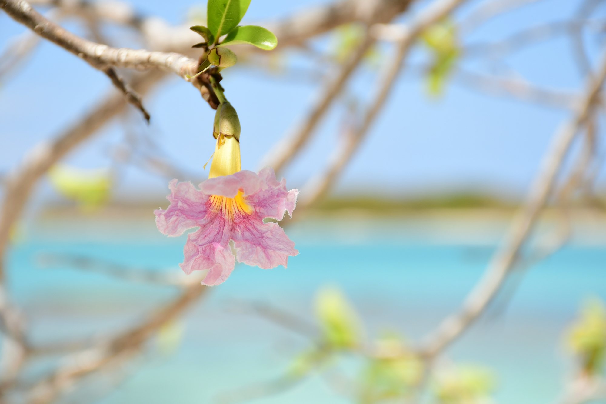 Floraison face au lagon